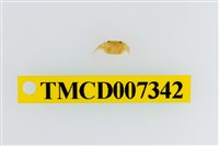 藏品(雙色澤蟹)的圖片